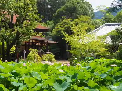 法界寺(日野薬師)(京都府)
