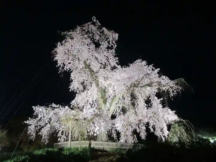 八坂神社(祇園さん)の自然
