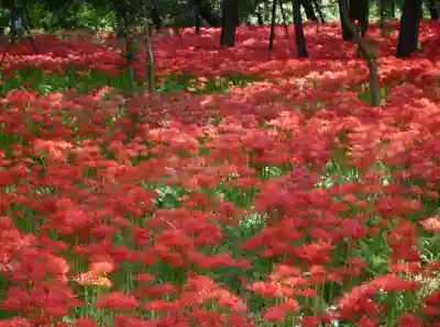 金刀比羅神社の周辺