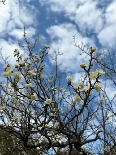 天伯山神社の{uncategorized: "未分類", other: "その他", undefined: "問題あり", building: "その他建物", grave: "お墓", sacred_gate: "鳥居", guardian: "狛犬", statue: "像", buddha: "仏像", history: "歴史", nature: "自然", garden: "庭園", animal: "動物", pagoda: "塔", temizu: "手水舎", mountain_gate: "山門・神門", sanctuary: "本殿・本堂", subordinate: "末社・摂社", art: "芸術", scenery: "景色", jizo: "地蔵", ema: "絵馬", goshuin: "御朱印", omikuji: "おみくじ", items: "授与品その他", amulet: "お守り", goshuincho: "御朱印帳", eats: "食事", festival: "お祭り", votive_dance: "神楽", shichigosan: "七五三参", wedding: "結婚式", experience: "体験その他", initially: "初詣", around: "周辺", anti_infection: "感染症対策"}