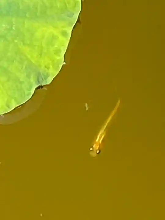 妙蓮寺(神奈川県)