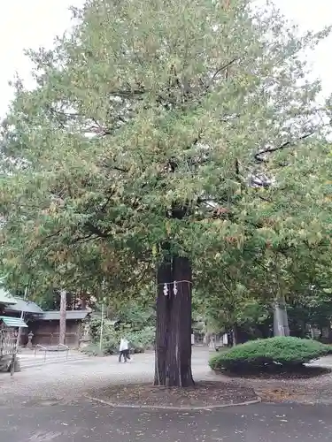 琴似神社(北海道)