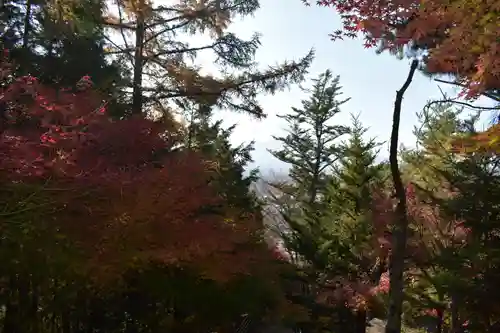 新倉富士浅間神社の自然