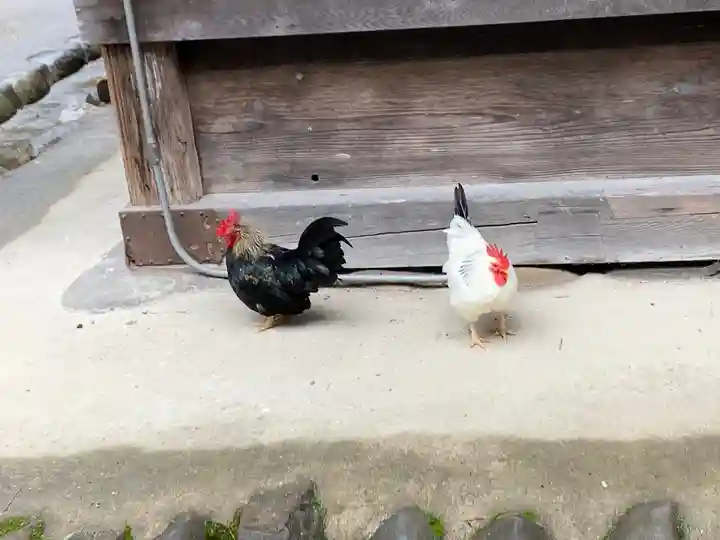 大崎八幡宮の動物