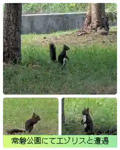 眞久寺の動物(2025年08月24日(日) 22時14分13秒投稿)