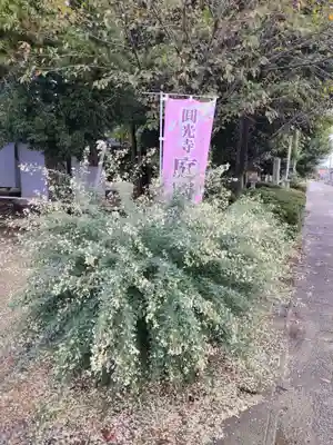 圓光禅寺（円光寺）の自然