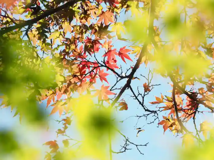 長壽寺(長寿寺)の自然