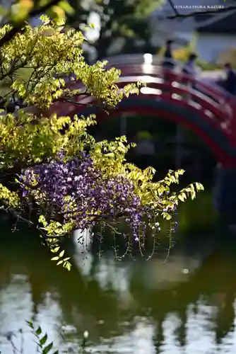 亀戸天神社の庭園