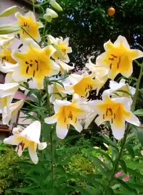 本郷氷川神社(東京都)