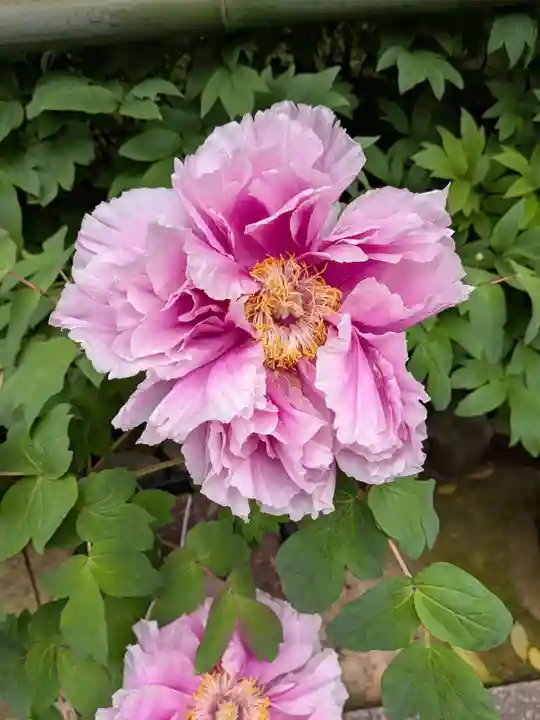 東長谷寺 薬王院(東京都)