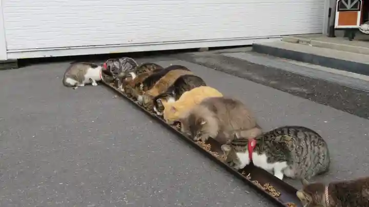 御誕生寺(猫寺)の動物