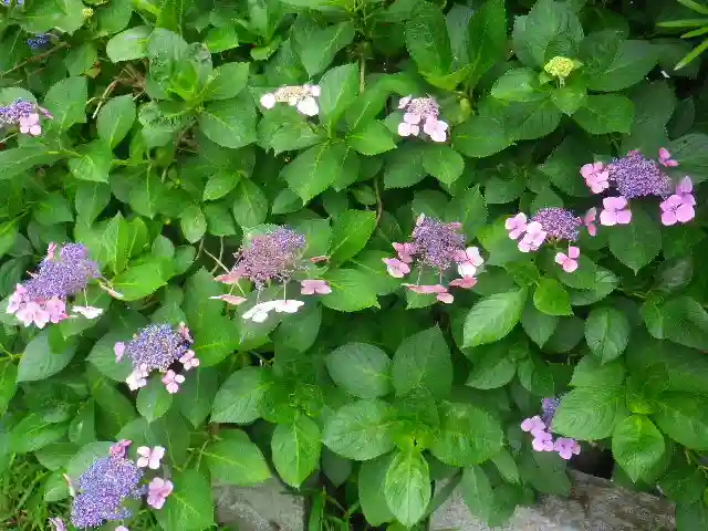 五所神社の自然