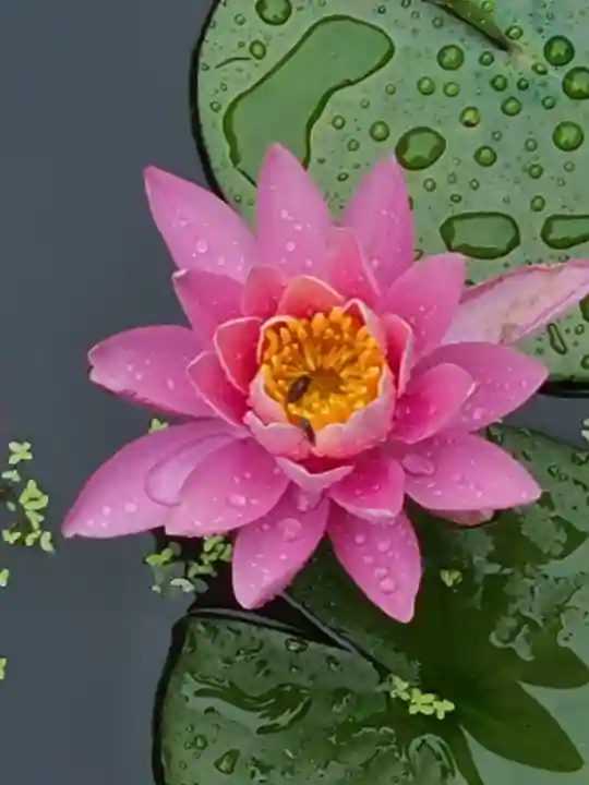 牛嶋天満宮の自然