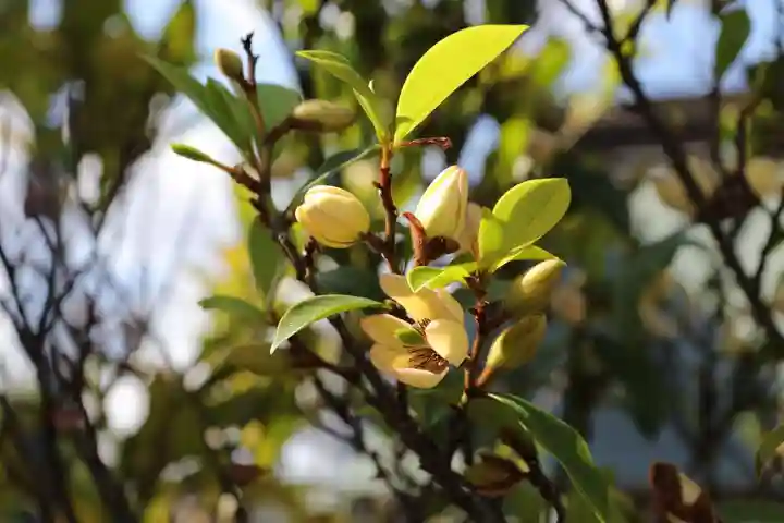 阿邪訶根神社の自然