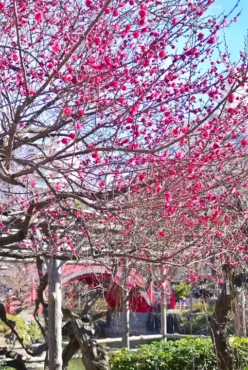 亀戸天神社(東京都)