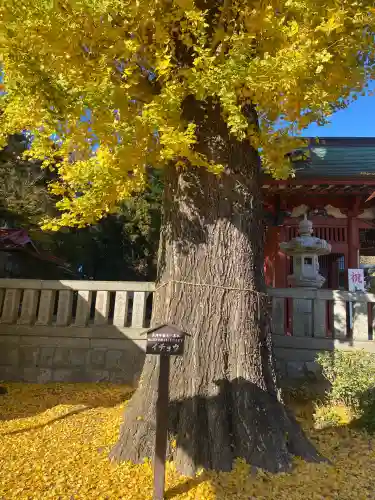 長沼八幡宮(栃木県)