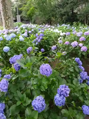 妙法寺(東京都)