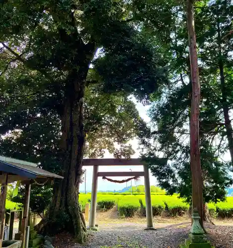 矢多神社の鳥居