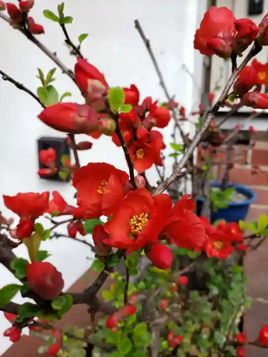 麻布氷川神社の自然