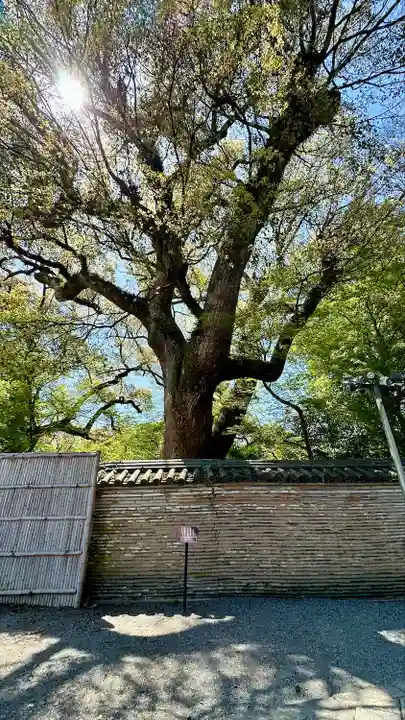 石清水八幡宮(京都府)
