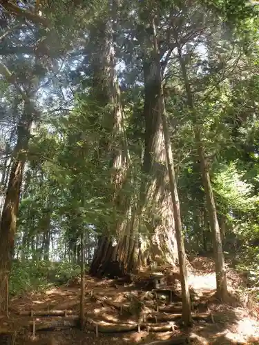 戸隠神社火之御子社の自然