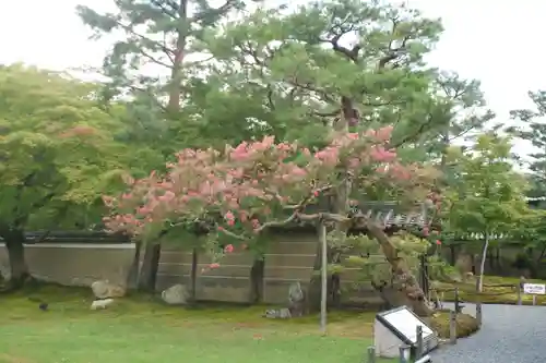 高台寺（高台寿聖禅寺・高臺寺）(京都府)