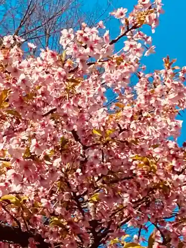 桜神宮の{uncategorized: "未分類", other: "その他", undefined: "問題あり", building: "その他建物", grave: "お墓", sacred_gate: "鳥居", guardian: "狛犬", statue: "像", buddha: "仏像", history: "歴史", nature: "自然", garden: "庭園", animal: "動物", pagoda: "塔", temizu: "手水舎", mountain_gate: "山門・神門", sanctuary: "本殿・本堂", subordinate: "末社・摂社", art: "芸術", scenery: "景色", jizo: "地蔵", ema: "絵馬", goshuin: "御朱印", omikuji: "おみくじ", items: "授与品その他", amulet: "お守り", goshuincho: "御朱印帳", eats: "食事", festival: "お祭り", votive_dance: "神楽", shichigosan: "七五三参", wedding: "結婚式", experience: "体験その他", initially: "初詣", around: "周辺", anti_infection: "感染症対策"}