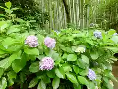 報国寺(神奈川県)