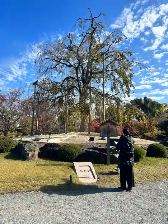 東寺(教王護国寺)(京都府)