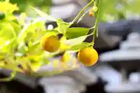 三津厳島神社の自然