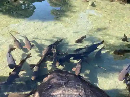 甲斐善光寺の動物