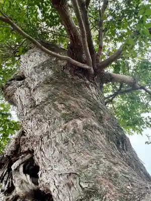 蔵林寺(京都府)