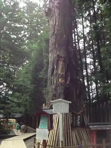 日光東照宮の自然