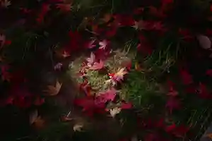 国宝 大法寺の庭園(2020年11月16日(月) 18時45分07秒投稿)