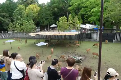 春日大社の動物
