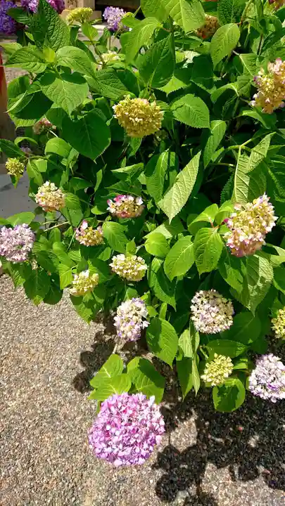 尾張大國霊神社(国府宮)の自然