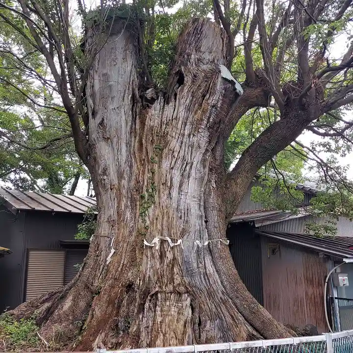 下清水八幡神社の自然