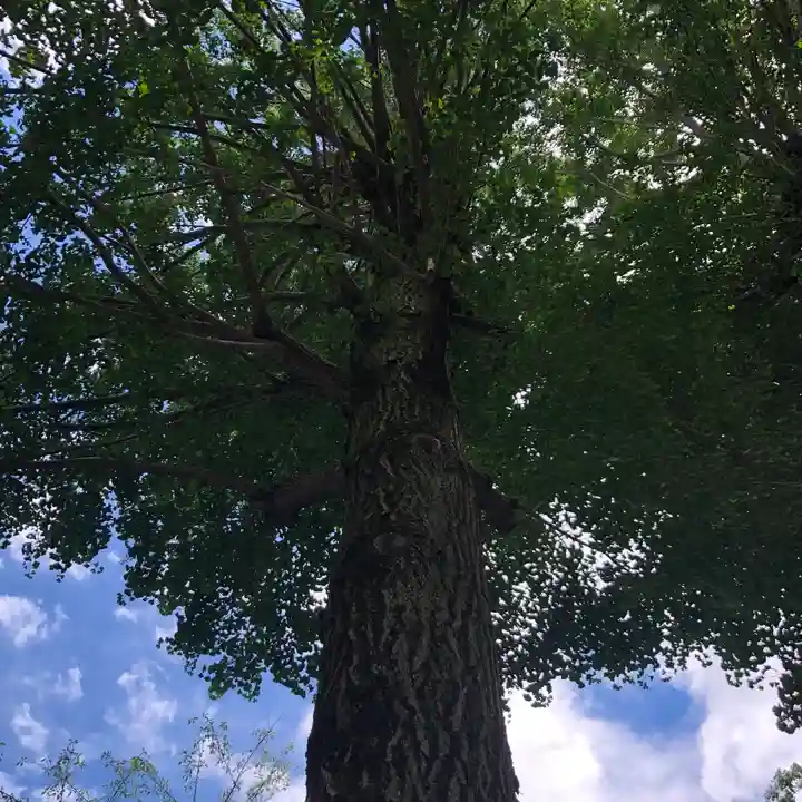 田無神社の自然