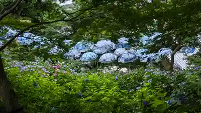 柳谷観音　楊谷寺(京都府)