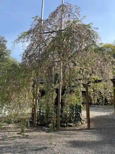 大國魂神社の自然