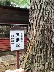 前原御嶽神社の自然