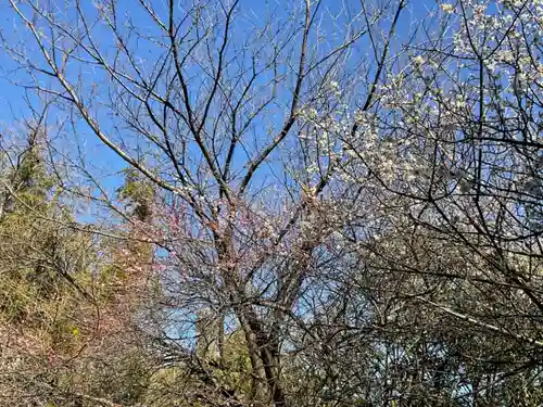 阿弥陀寺の自然