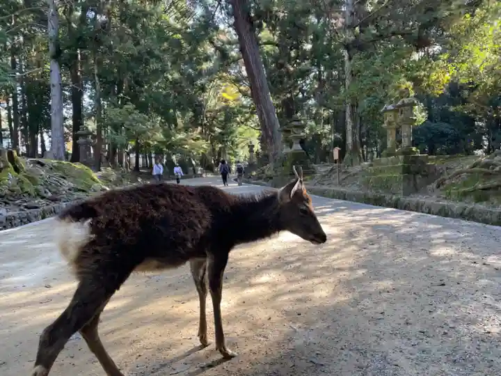 春日大社の動物
