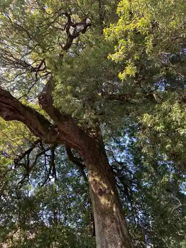 白髭神社の自然