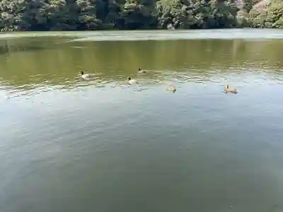 桜ヶ池池宮神社(静岡県)