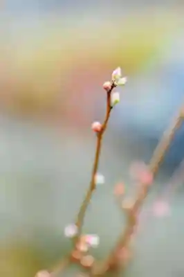 浄土寺(兵庫県)