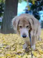 鶴峯八幡宮の動物
