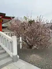 樽前山神社の自然