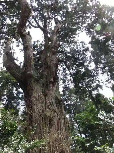 愛宕神社の自然