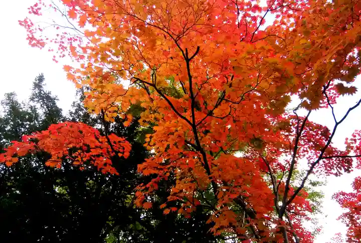 札幌護國神社の自然